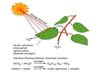 Botkin & Keller
Environmental Science 5e
 