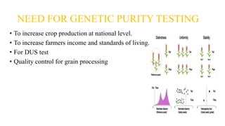 NEED FOR GENETIC PURITY TESTING
• To increase crop production at national level.
• To increase farmers income and standards of living.
• For DUS test
• Quality control for grain processing
 