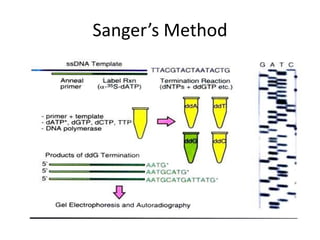 DNA TERMINATION METHOD | PPTX