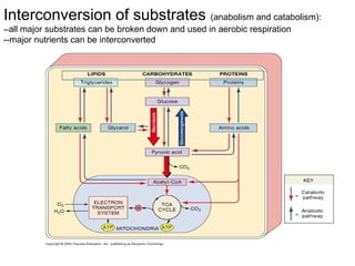 Interconverted Lecture slides on the topic BIOCHEMICAL BASIS OF HUNGER.ppt