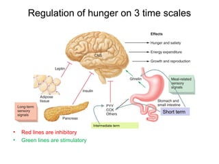Lecture slides on the topic BIOCHEMICAL BASIS OF HUNGER.ppt