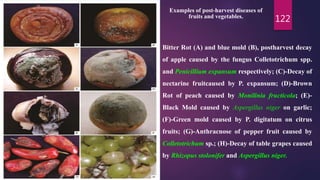 122
Bitter Rot (A) and blue mold (B), postharvest decay
of apple caused by the fungus Colletotrichum spp.
and Penicillium expansum respectively; (C)-Decay of
nectarine fruitcaused by P. expansum; (D)-Brown
Rot of peach caused by Monilinia fructicola; (E)-
Black Mold caused by Aspergillus niger on garlic;
(F)-Green mold caused by P. digitatum on citrus
fruits; (G)-Anthracnose of pepper fruit caused by
Colletotrichum sp.; (H)-Decay of table grapes caused
by Rhizopus stolonifer and Aspergillus niger.
Examples of post-harvest diseases of
fruits and vegetables.
 