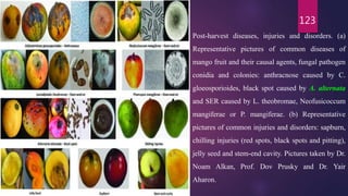 123
Post-harvest diseases, injuries and disorders. (a)
Representative pictures of common diseases of
mango fruit and their causal agents, fungal pathogen
conidia and colonies: anthracnose caused by C.
gloeosporioides, black spot caused by A. alternata
and SER caused by L. theobromae, Neofusicoccum
mangiferae or P. mangiferae. (b) Representative
pictures of common injuries and disorders: sapburn,
chilling injuries (red spots, black spots and pitting),
jelly seed and stem-end cavity. Pictures taken by Dr.
Noam Alkan, Prof. Dov Prusky and Dr. Yair
Aharon.
 