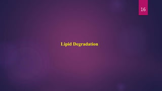 16
Lipid Degradation
 