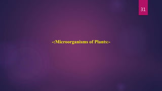 31
-:Microorganisms of Plants:-
 