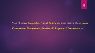 33
Yeast of genera Sporobolomyces and Bullera and some bacteria like Erwinia,
Pseudomonas, Xanthomonas, Lactobacilli, Streptococci, Leuconostoc etc.
 