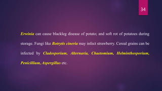34
Erwinia can cause blackleg disease of potato; and soft rot of potatoes during
storage. Fungi like Botrytis cineria may infect strawberry. Cereal grains can be
infected by Cladosporium, Alternaria, Chaetomium, Helminthosporium,
Penicillium, Aspergillus etc.
 