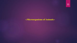 35
-:Microorganisms of Animals:-
 