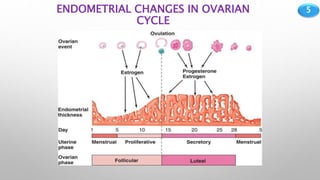 5
ENDOMETRIAL CHANGES IN OVARIAN
CYCLE
 