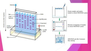 Biochemical characteristics of blood plasma proteins.pptx