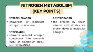 Nitratation Comprehensive Overview of Nitrogen Metabolism and Balance in Biology | PDF