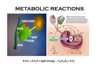 METABOLIC REACTIONS
1
6 CO2 + 6 H2O + light energy → C6H12O6 + 6 O2
METABOLIC REACTIONS
 