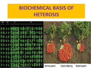 Heterosis Graph Biochemical basis of heterosis | PPTX
