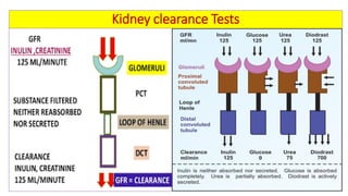 Biochemical kidney function tests with their clinical applications