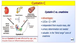 Biochemical kidney function tests with their clinical applications