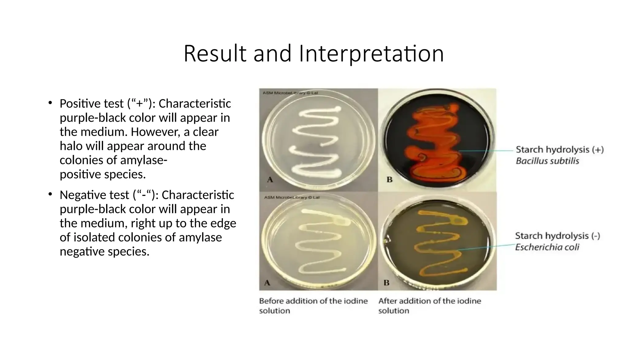 Result and Interpretation
• Positive test (“+”): Characteristic
purple-black color will appear in
the medium. However, a clear
halo will appear around the
colonies of amylase-
positive species.
• Negative test (“-“): Characteristic
purple-black color will appear in
the medium, right up to the edge
of isolated colonies of amylase
negative species.
 