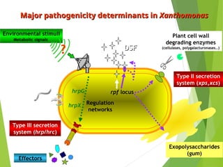 Induced Biochemical Defenses in Plants: Hypersensitive Response and ...