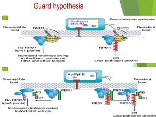 Guard hypothesis
 