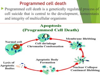 Programmed cell death
 Programmed cell death is a genetically regulated process of
cell suicide that is central to the development, homeostasis
and integrity of multicellular organisms
 