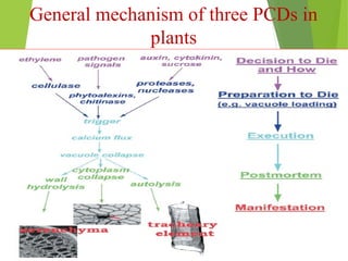 General mechanism of three PCDs in
plants
 