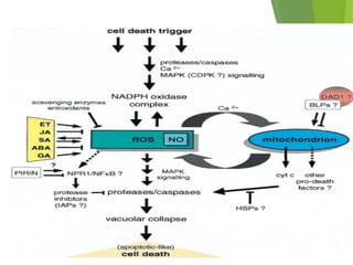 Model of plant programmed cell death
 
