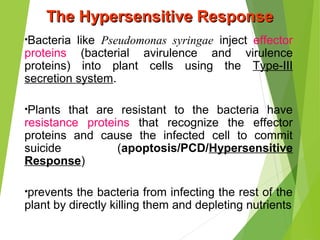 •Bacteria like Pseudomonas syringae inject effector
proteins (bacterial avirulence and virulence
proteins) into plant cells using the Type-III
secretion system.
•Plants that are resistant to the bacteria have
resistance proteins that recognize the effector
proteins and cause the infected cell to commit
suicide (apoptosis/PCD/Hypersensitive
Response)
•prevents the bacteria from infecting the rest of the
plant by directly killing them and depleting nutrients
The Hypersensitive ResponseThe Hypersensitive Response
 