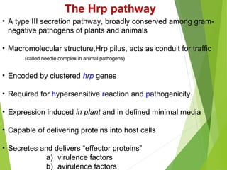 • A type III secretion pathway, broadly conserved among gram-
negative pathogens of plants and animals
• Macromolecular structure,Hrp pilus, acts as conduit for traffic
(called needle complex in animal pathogens)
• Encoded by clustered hrp genes
• Required for hypersensitive reaction and pathogenicity
• Expression induced in plant and in defined minimal media
• Capable of delivering proteins into host cells
• Secretes and delivers “effector proteins”
a) virulence factors
b) avirulence factors
The Hrp pathway
 