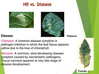 HRHR vs.vs. DiseaseDisease
Disease:
Chlorosis: A common disease symptom in
pathogen infection in which the leaf tissue appears
yellow due to the loss of chlorophyll.
Necrosis: A common, slow-developing disease
symptom caused by necrotrophic pathogens.
Tissue necrosis appears at very late stage of
disease development.
Tobacco
Tomato
 
