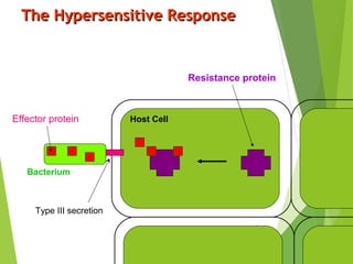 The Hypersensitive ResponseThe Hypersensitive Response
Host Cell
Bacterium
Effector protein
Type III secretion
Resistance protein
 