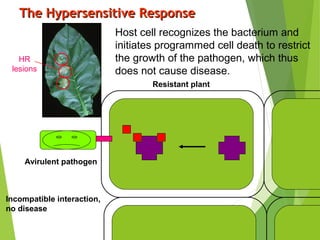 The Hypersensitive ResponseThe Hypersensitive Response
Host cell recognizes the bacterium and
initiates programmed cell death to restrict
the growth of the pathogen, which thus
does not cause disease.
Avirulent pathogen
HR
lesions
Resistant plant
Incompatible interaction,
no disease
 