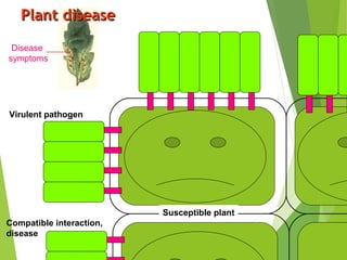 Plant diseasePlant disease
Disease
symptoms
Susceptible plant
Virulent pathogen
Compatible interaction,
disease
 
