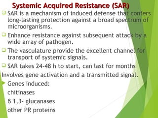 Systemic Acquired Resistance (SAR)Systemic Acquired Resistance (SAR)
 SAR is a mechanism of induced defense that confers
long-lasting protection against a broad spectrum of
microorganisms.
 Enhance resistance against subsequent attack by a
wide array of pathogen.
 The vasculature provide the excellent channel for
transport of systemic signals.
 SAR takes 24-48 h to start, can last for months
Involves gene activation and a transmitted signal.
 Genes induced:
chitinases
β 1,3- glucanases
other PR proteins
 