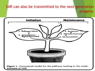 SAR can also be transmitted to the next generation
progeny.
 