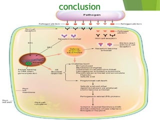 conclusion
 