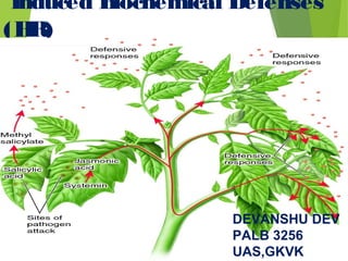 Induced Biochemical Defenses
(HR)
DEVANSHU DEV
PALB 3256
UAS,GKVK
 