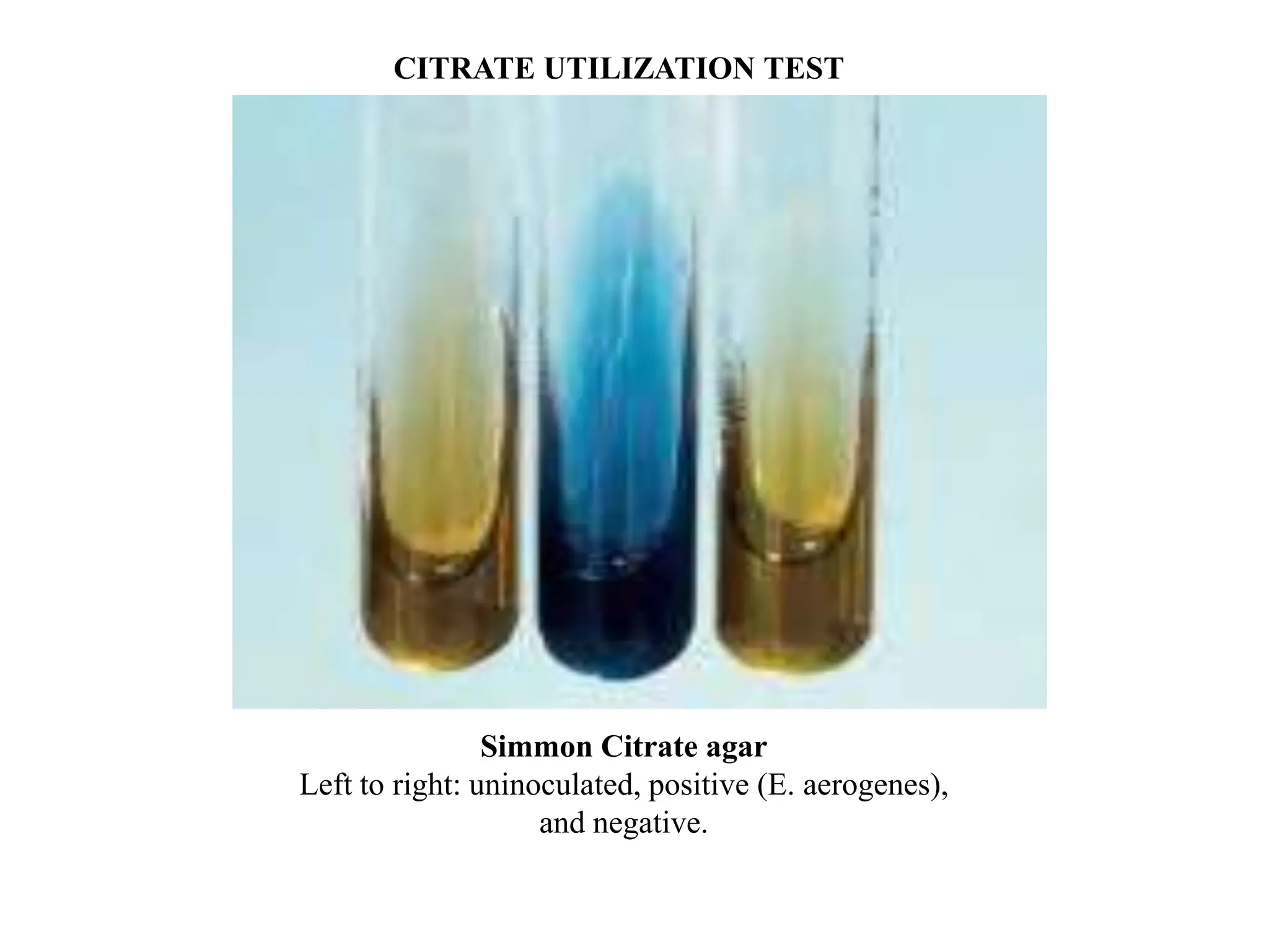 Simmon Citrate agar
Left to right: uninoculated, positive (E. aerogenes),
and negative.
CITRATE UTILIZATION TEST
 