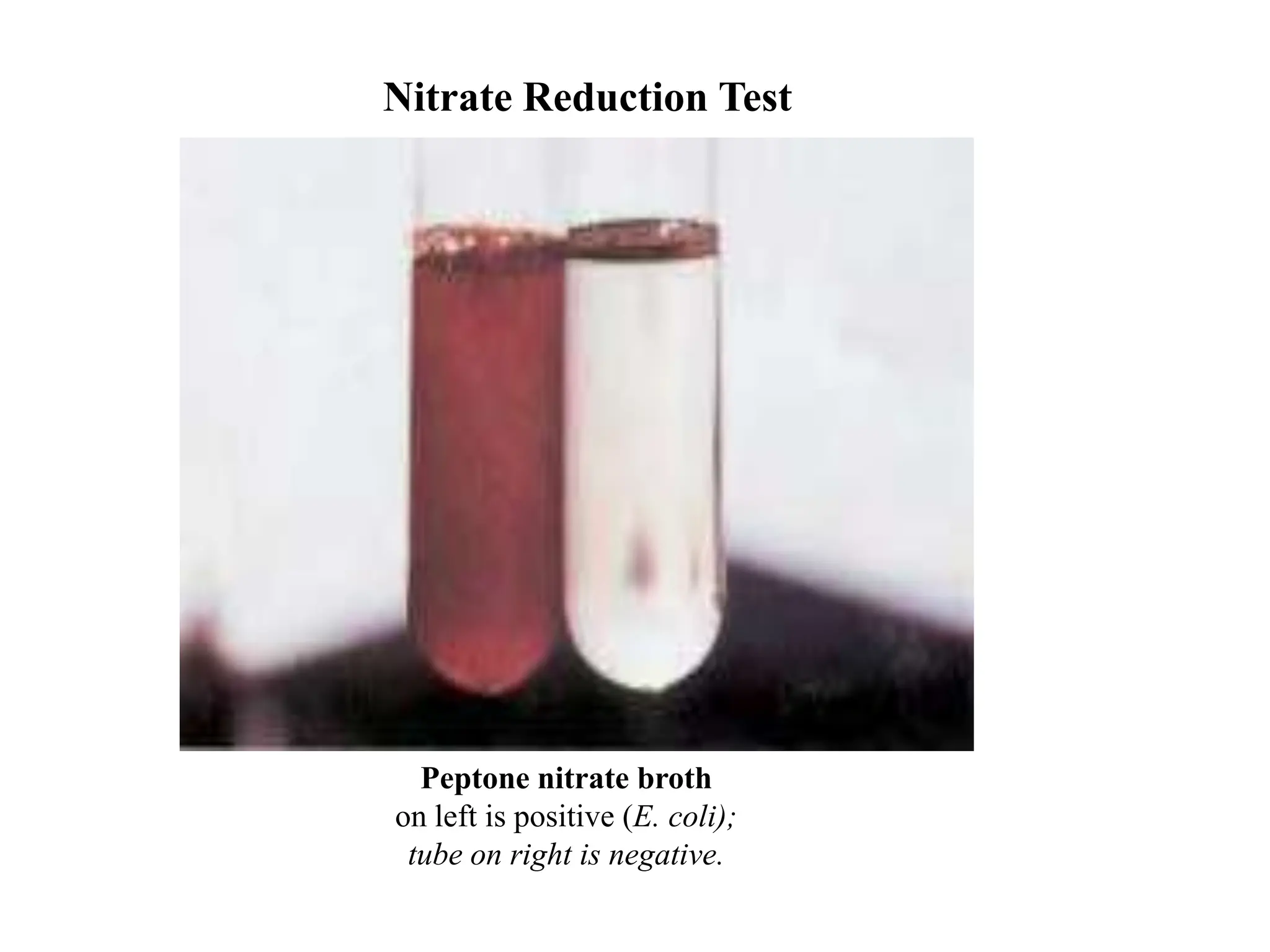 Peptone nitrate broth
on left is positive (E. coli);
tube on right is negative.
Nitrate Reduction Test
 
