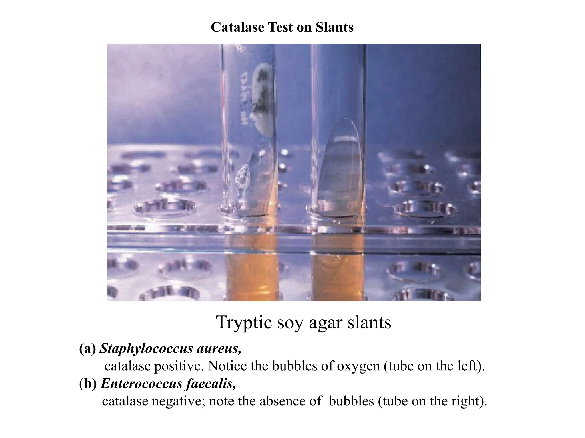 (a) Staphylococcus aureus,
catalase positive. Notice the bubbles of oxygen (tube on the left).
(b) Enterococcus faecalis,
catalase negative; note the absence of bubbles (tube on the right).
Catalase Test on Slants
Tryptic soy agar slants
 