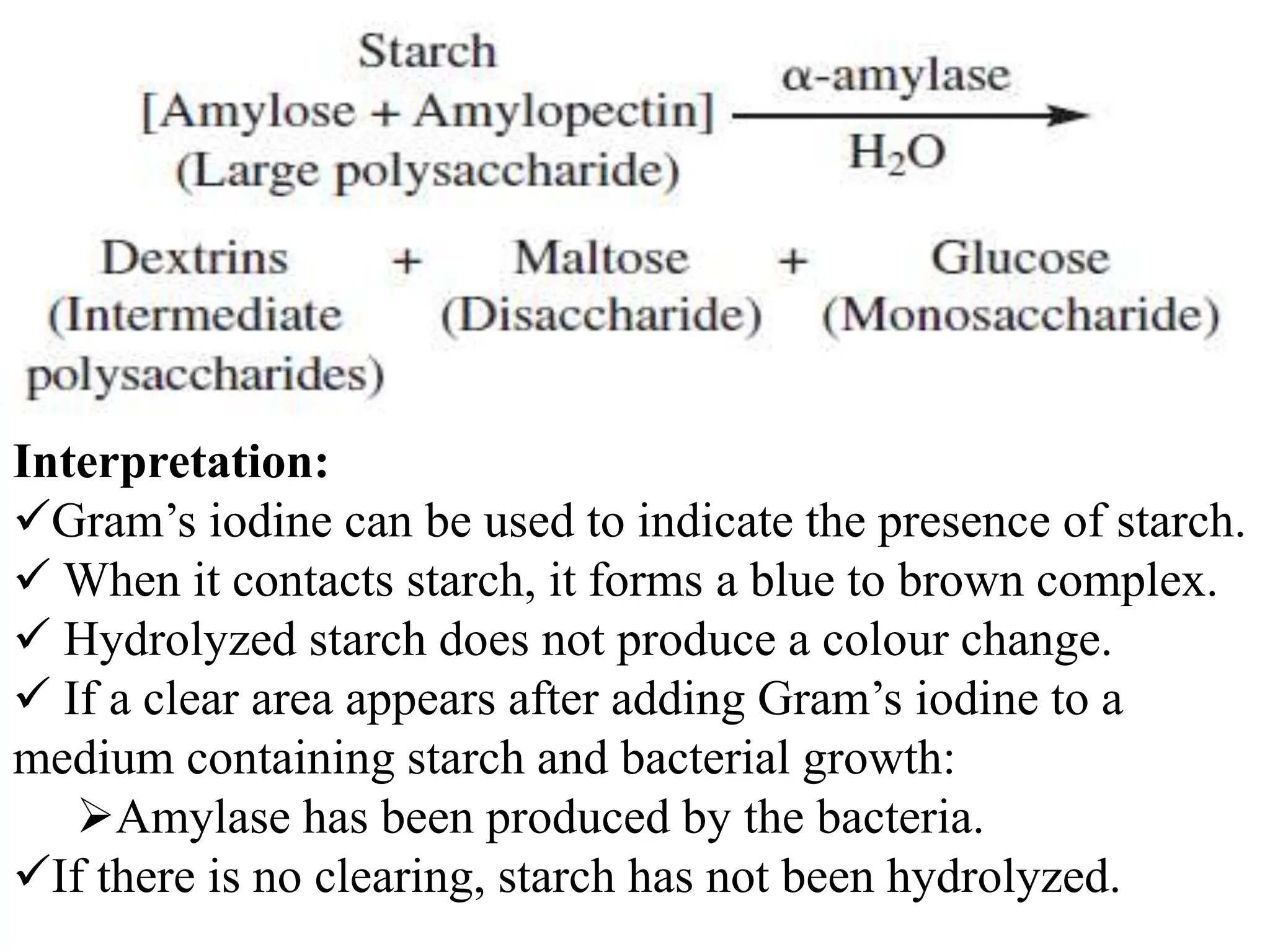 Interpretation:
Gram’s iodine can be used to indicate the presence of starch.
 When it contacts starch, it forms a blue to brown complex.
 Hydrolyzed starch does not produce a colour change.
 If a clear area appears after adding Gram’s iodine to a
medium containing starch and bacterial growth:
Amylase has been produced by the bacteria.
If there is no clearing, starch has not been hydrolyzed.
 