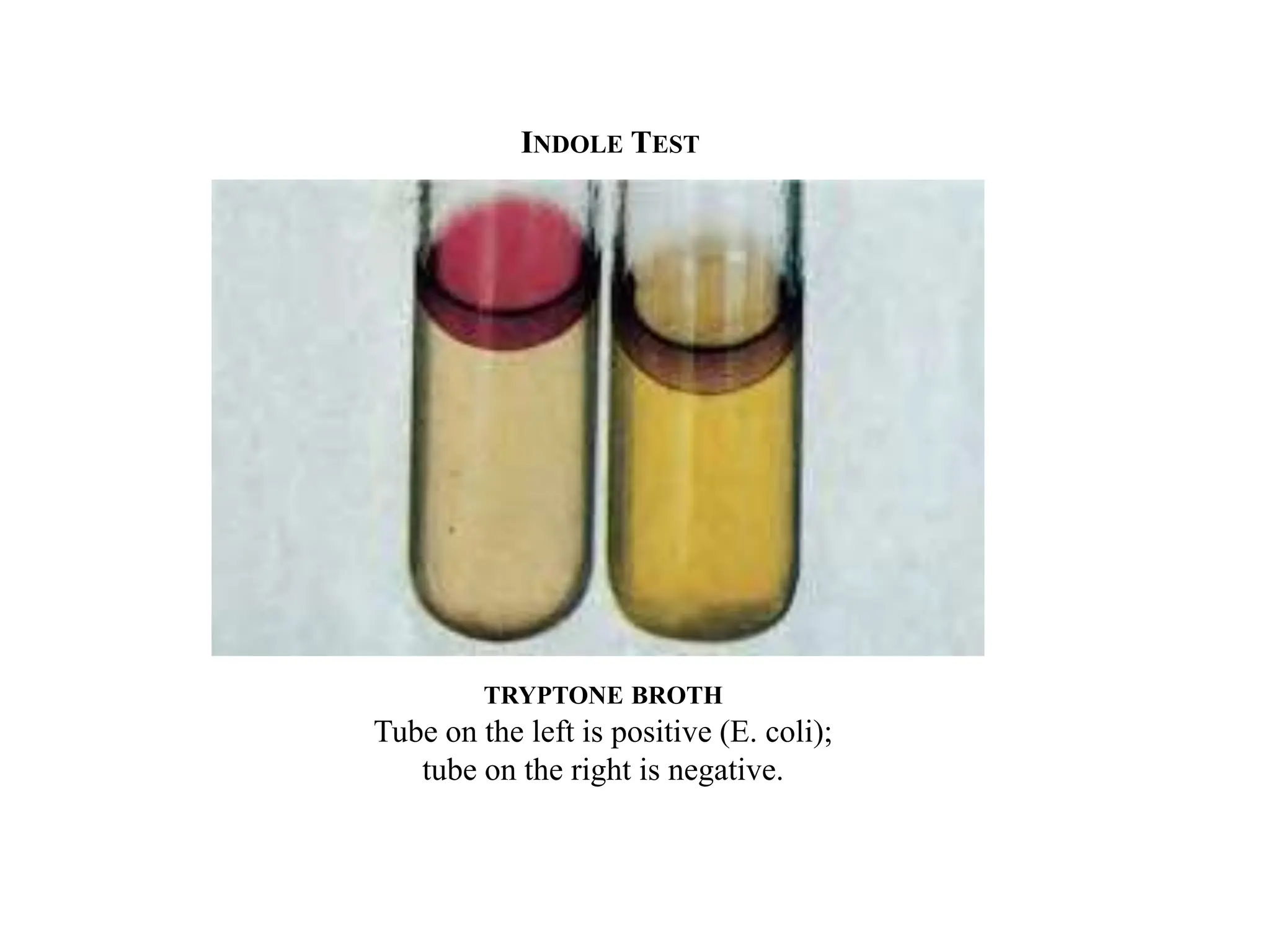 TRYPTONE BROTH
Tube on the left is positive (E. coli);
tube on the right is negative.
INDOLE TEST
 