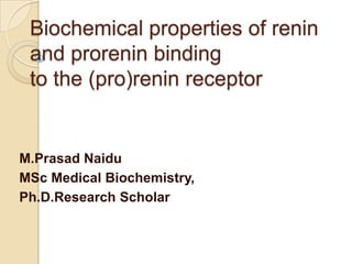 Biochemical properties of renin
and prorenin binding
to the (pro)renin receptor
M.Prasad Naidu
MSc Medical Biochemistry,
Ph.D.Research Scholar
 