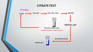 Principle:
Citrate Na2CO3
Alkaline,↑pH
Bromothymolblue
CO2 + Na + H2O
Pyruvate
Simmone’s Citrate media
ContainsCitrate as a sole of C source
Positivetest
CITRATETEST
 