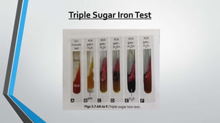 Triple Sugar IronTest
 