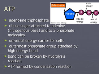 ATP adenosine triphosphate ribose sugar attached to adenine (nitrogenous base) and to 3 phosphate molecules universal energy carrier for cells outermost phosphate group attached by high energy bond bond can be broken by hydrolysis reaction ATP formed by condensation reaction  