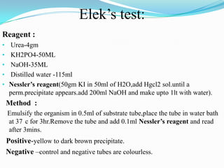 Elek’s test:
Reagent :
• Urea-4gm
• KH2PO4-50ML
• NaOH-35ML
• Distilled water -115ml
• Nessler’s reagent(50gm KI in 50ml of H2O,add Hgcl2 sol.until a

perm.precipitate appears.add 200ml NaOH and make upto 1lt with water).

Method :
Emulsify the organism in 0.5ml of substrate tube,place the tube in water bath
at 37 c for 3hr.Remove the tube and add 0.1ml Nessler’s reagent and read
after 3mins.

Positive-yellow to dark brown precipitate.
Negative –control and negative tubes are colourless.

 
