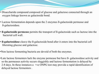 • Disaccharide compound composed of glucose and galactose connected through an
oxygen linkage known as galactoside bond.
• Lactose fermentation depends upon the 2 enzymes ß-galactoside permease and
ß-galactosidase.
• ß-galactoside permease permits the transport of ß-galactoside such as lactose into the
bacterial cell wall.

• ß-galactosidase cleave the ß-galactoside bond after it enters into the bacterial cell
liberating glucose and galactose.
•Non lactose fermenting bacteria are devoid of both the enzymes.

•Late lactose fermenters lack the enzyme permease but have ß- galactosidase activity and
so the permeases activity occurs sluggishly and lactose fermentation is delayed by
2-8 days. In these instances a +ve ONPG test may provide a rapid identification of
delayed lactose fermentors .

 