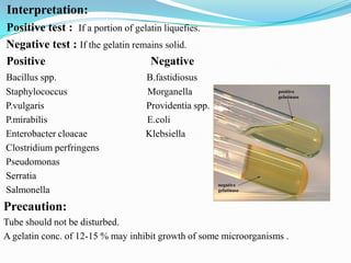 Interpretation:
Positive test : If a portion of gelatin liquefies.
Negative test : If the gelatin remains solid.
Positive
Negative
Bacillus spp.
Staphylococcus
P.vulgaris
P.mirabilis
Enterobacter cloacae
Clostridium perfringens
Pseudomonas
Serratia
Salmonella

B.fastidiosus
Morganella
Providentia spp.
E.coli
Klebsiella

Precaution:
Tube should not be disturbed.
A gelatin conc. of 12-15 % may inhibit growth of some microorganisms .

 
