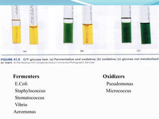 Fermenters
E.Coli
Staphylococcus
Stomatococcus
Vibrio
Aeromonas

Oxidizers
Pseudomonas
Micrococcus

 