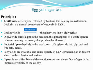 Egg yolk agar test
Principle :
 Lecithinase are enzyme released by bacteria that destroy animal tissues.

Lecithin is a normal component of egg yolk in EYA .
lecithinase

 Lecithovitellin





phosphorylcholine + diglyceride
Diglyceride forms a ppt in the medium, this ppt appears as a white opaque
halo surrounding the colony that produce lecithinase.
Bacterial lipase hydrolyze the breakdown of triglyceride into glycerol and
free fatty acids .
Fatty acids are insoluble and cause opacity in EYA , producing an iridescent
sheen on the colonies and surface.
Lipase is not diffusible and the reaction occurs on the surface of agar in the
immediate vicinity of the colony.

 