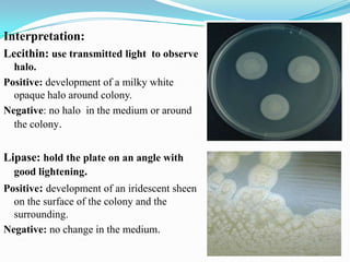 Interpretation:
Lecithin: use transmitted light to observe
halo.
Positive: development of a milky white
opaque halo around colony.
Negative: no halo in the medium or around
the colony.

Lipase: hold the plate on an angle with
good lightening.
Positive: development of an iridescent sheen
on the surface of the colony and the
surrounding.
Negative: no change in the medium.

 